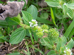 Spermacoce palustris