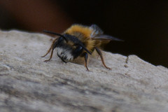 Andrena fulva