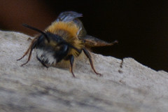 Andrena fulva