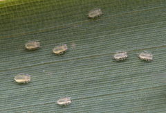 Takecallis arundinariae