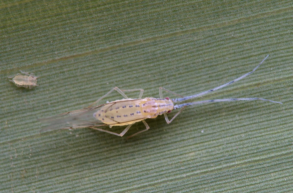 Black-spotted bamboo aphid