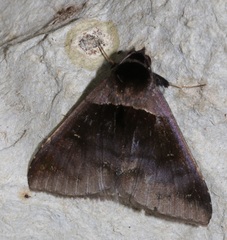 Crithote pallivaga