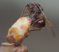 Callirhytis elliptica