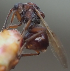 Callirhytis elliptica