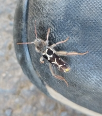 Neoclytus conjunctus