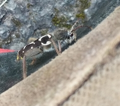 Neoclytus conjunctus
