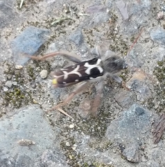 Neoclytus conjunctus