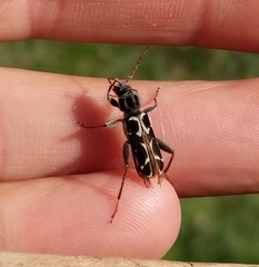 Neoclytus conjunctus
