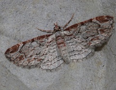 Eupithecia costalis