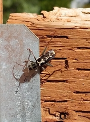 Neoclytus conjunctus