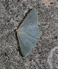 Pelagodes antiquadraria