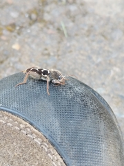 Neoclytus conjunctus