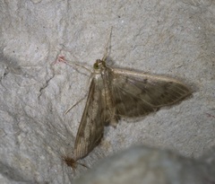 Omiodes tristrialis