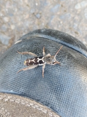 Neoclytus conjunctus