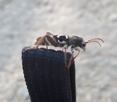 Neoclytus conjunctus