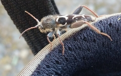 Neoclytus conjunctus