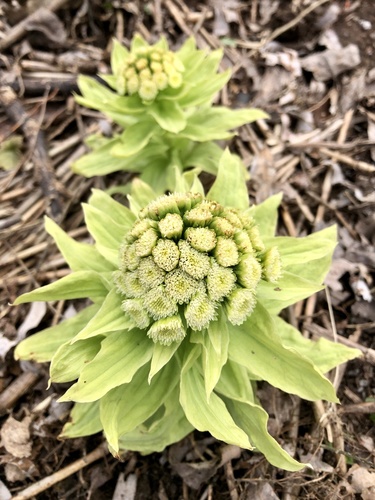 Fuki (Petasites japonicus)