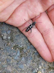 Neoclytus conjunctus