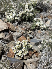 Cusickiella douglasii