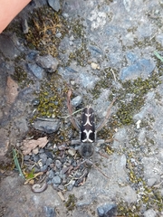 Neoclytus conjunctus