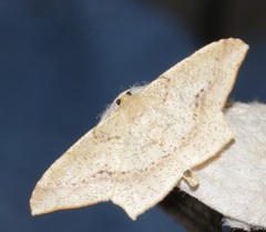 Krananda falcata