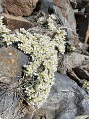 Cusickiella douglasii