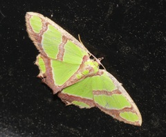 Agathia carissima