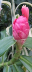 Costus spiralis spiralis