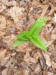 Veratrum hybridum