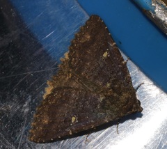 Hypersypnoides submarginata