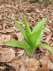 Veratrum hybridum