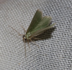 Idiochlora minuscula