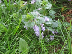 Glechoma hederacea