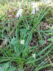 Carex concinnoides