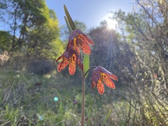 Fritillaria gentneri