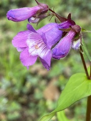 Penstemon tenuis