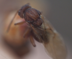 Callirhytis elliptica