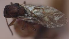 Callirhytis elliptica