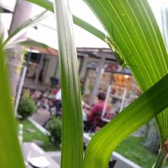 Conocephalus longipes