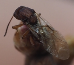 Callirhytis elliptica