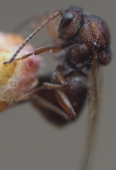 Callirhytis elliptica