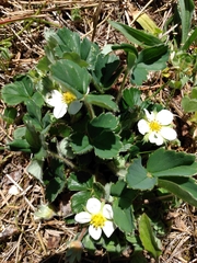 Fragaria virginiana platypetala