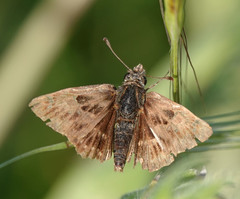 Carcharodus