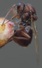 Callirhytis elliptica