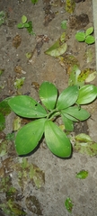 Costus spiralis spiralis