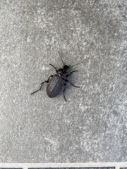 Carabus maeander