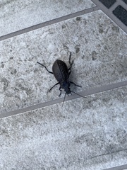 Carabus maeander