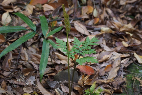 Image of Sceptridium japonicum by (c) harum.koh, some rights reserved (CC BY-SA)