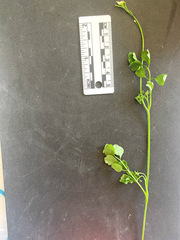 Cardamine oligosperma