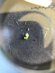 Cardamine oligosperma